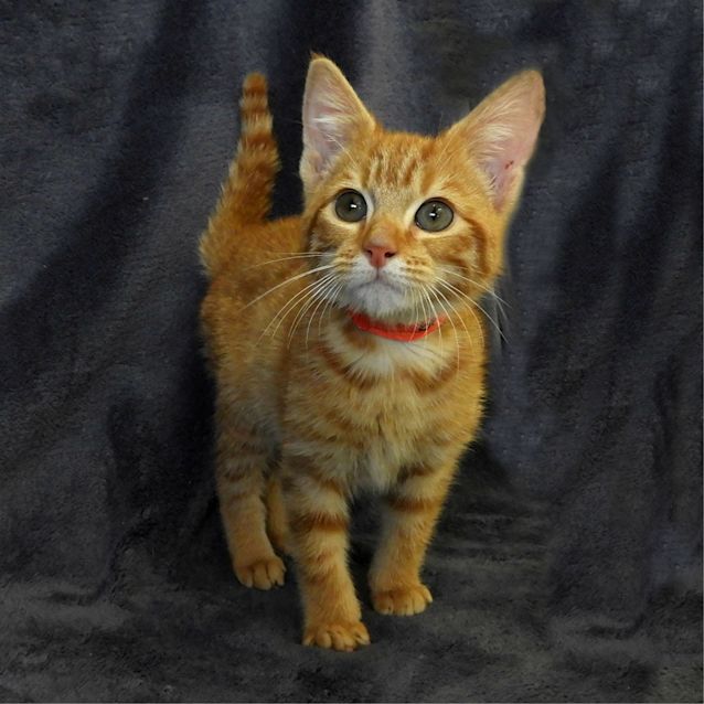 Photo of Ginge