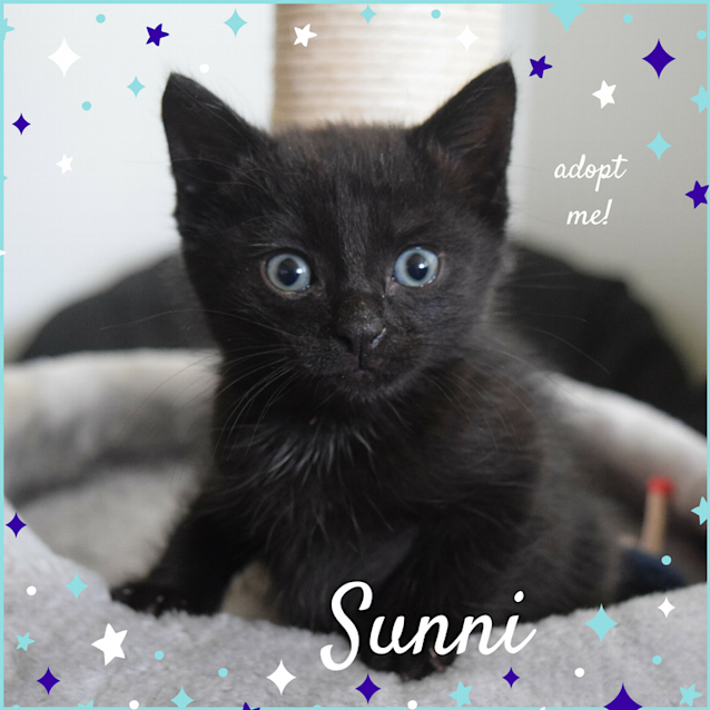 Photo of Sunni ~ Kitten (On Trial 21/5/2018)