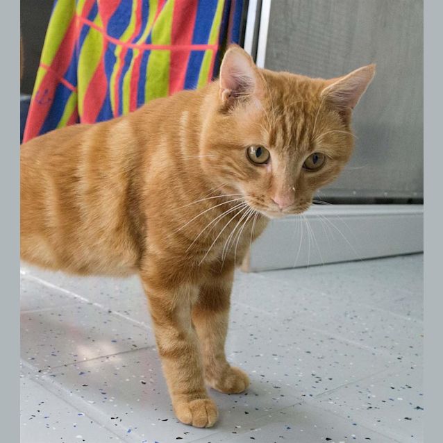 Photo of Garfield