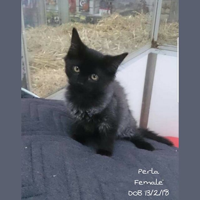 Photo of Perla The Gorgeous Young Girl!