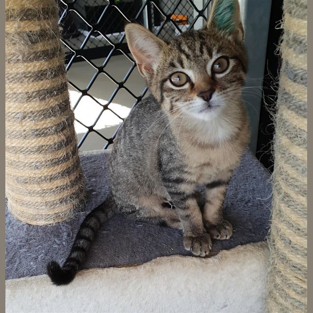 Photo of Tinker