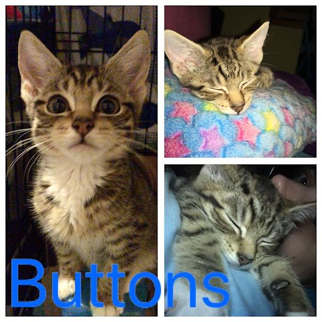 Photo of Buttons