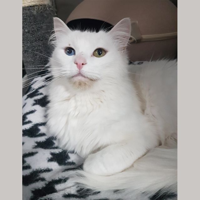 Photo of Zelda