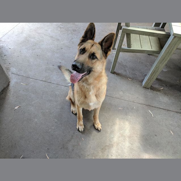 Photo of Toby   Meet And Greet Organised