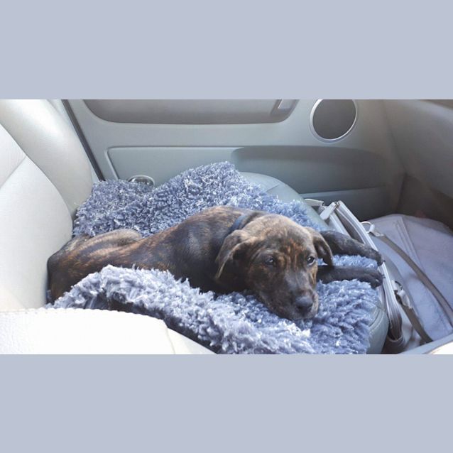 Photo of Pippa