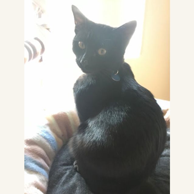 Photo of Jamal (Bn C433)