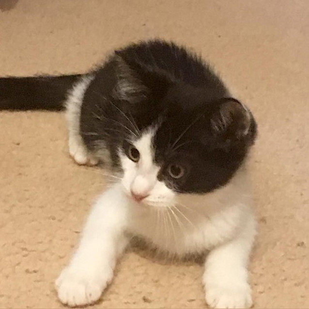 Photo of Romeo   Gc0066