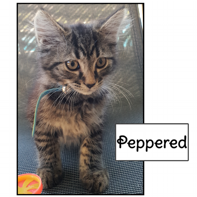 Photo of Peppered