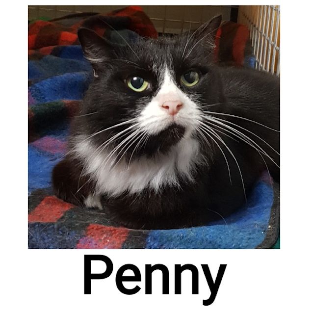 Photo of Penny