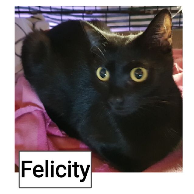 Photo of Felicity