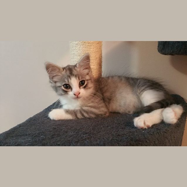 Photo of Winston