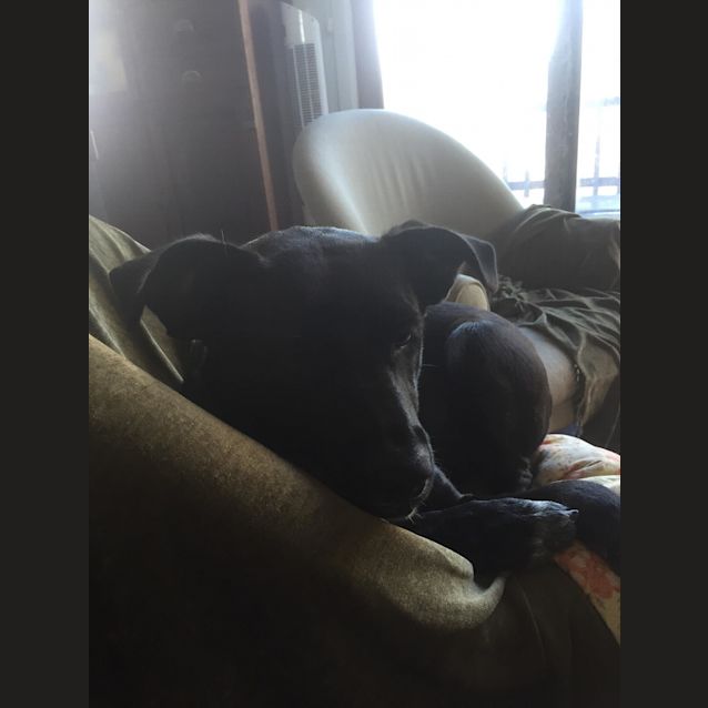 Photo of Harley