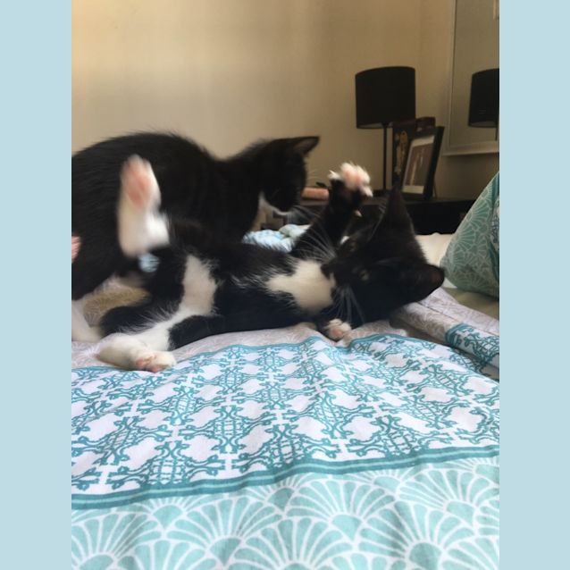 Photo of Luna