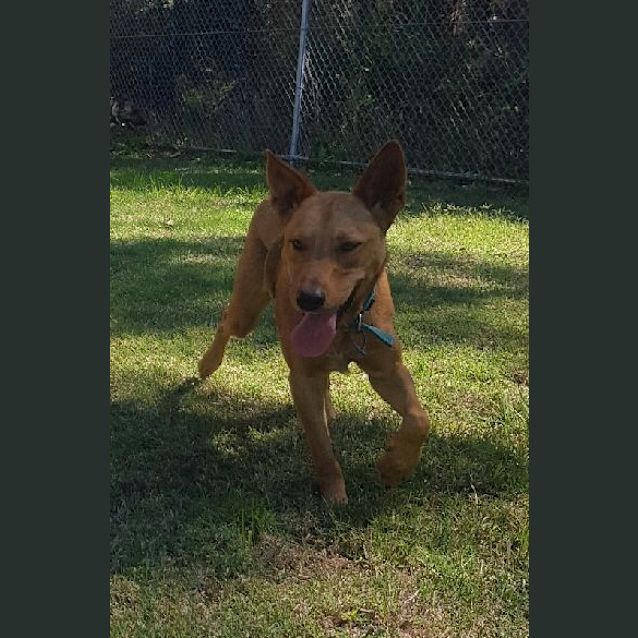 Photo of Hank