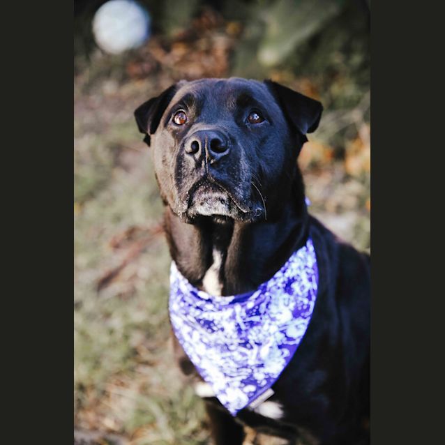 Photo of Chip ~ 4 Year Old Shar Pei X (On Trial 23/5/2018)