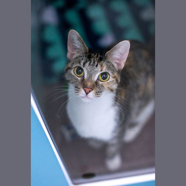 Photo of Stella