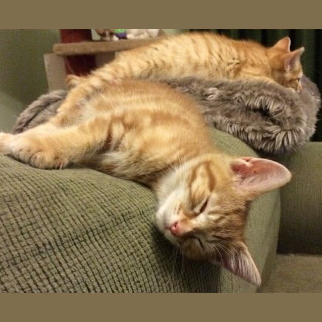 Photo of Howard ^^Dandy Cat Rescue^^