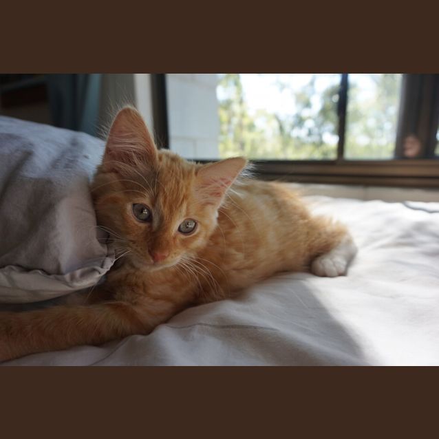 Photo of Simba