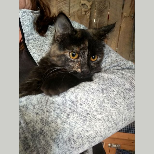 Photo of Poppy