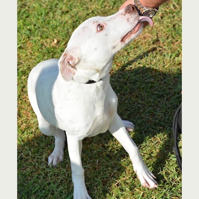 Photo of Junebug Dl1901