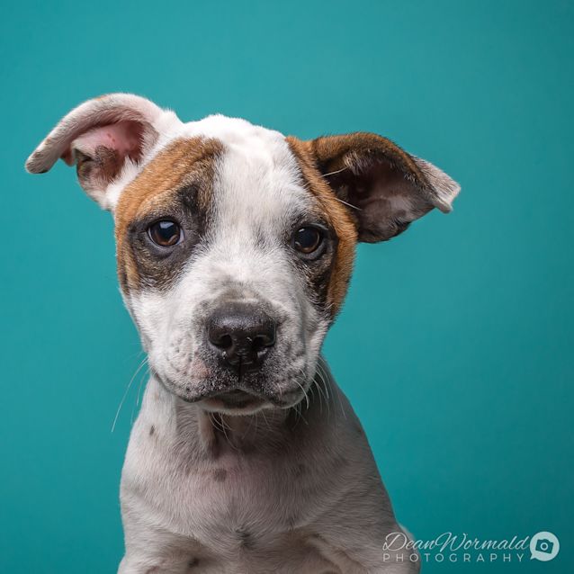 Photo of Wyatt ~ Staffy X Puppy (On Trial 28/5/18)