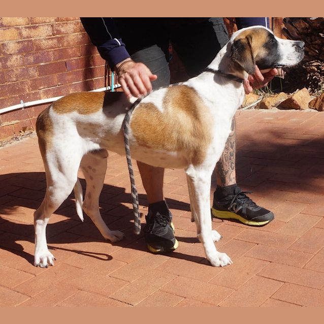 Photo of Dodger
