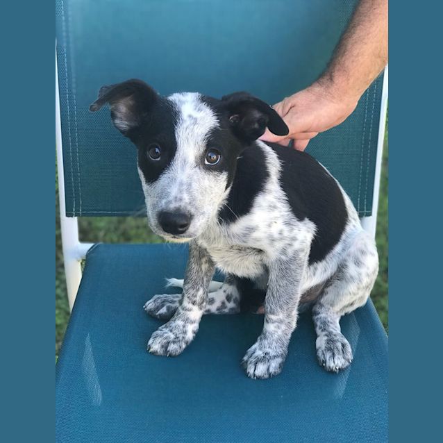 Photo of Chase