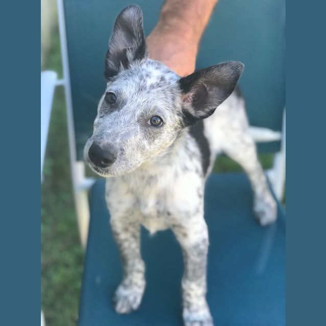 Photo of Ryder 