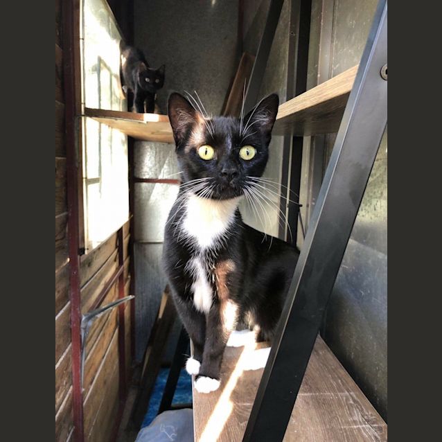 Photo of Flick
