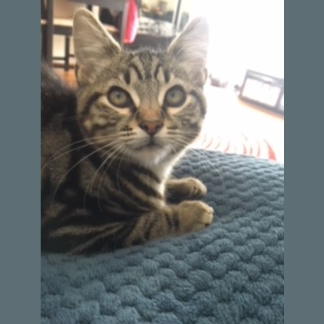 Photo of Pharaoh