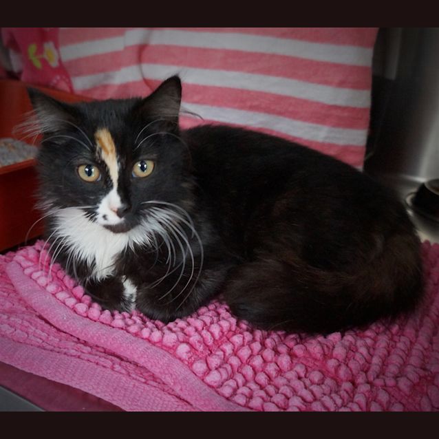 Photo of Octavia
