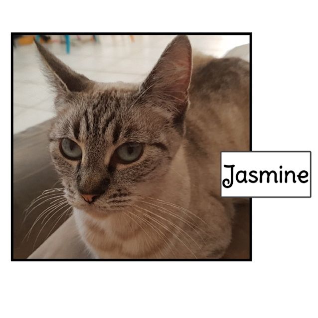 Photo of Jasmine
