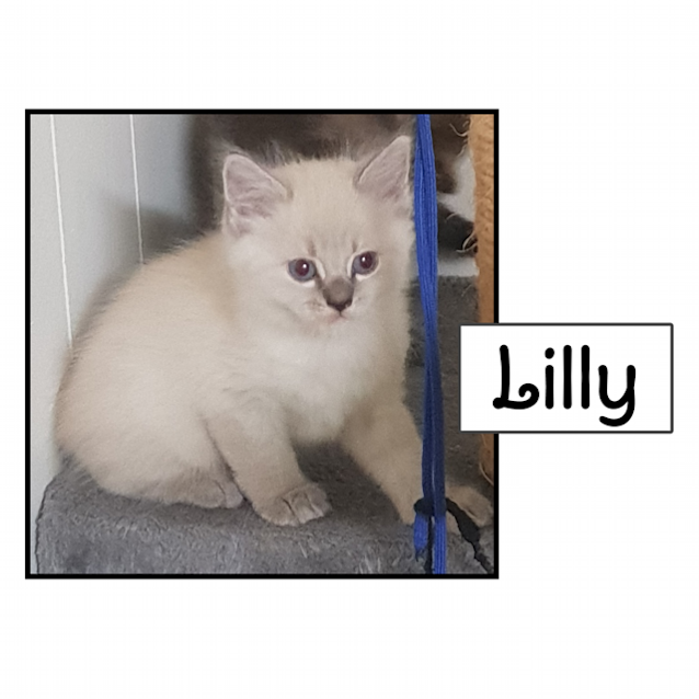 Photo of Lily
