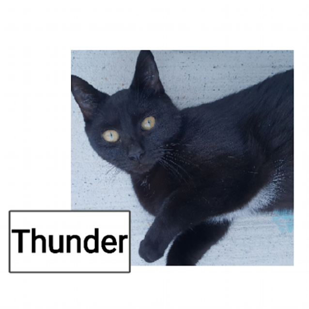 Photo of Thunder