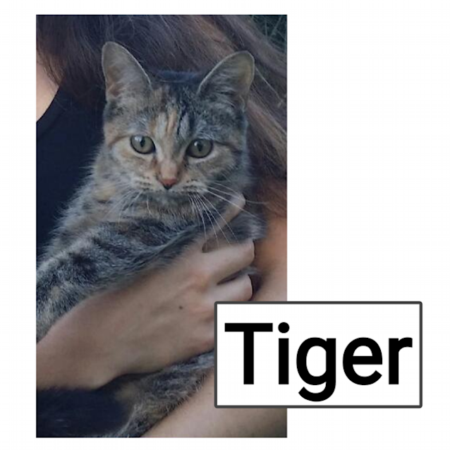 Photo of Tiger