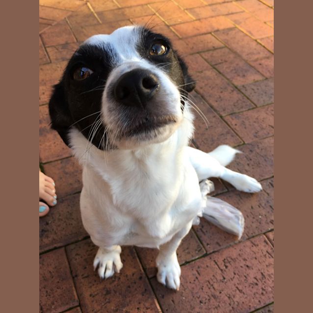 Photo of Chloe **Adopted**