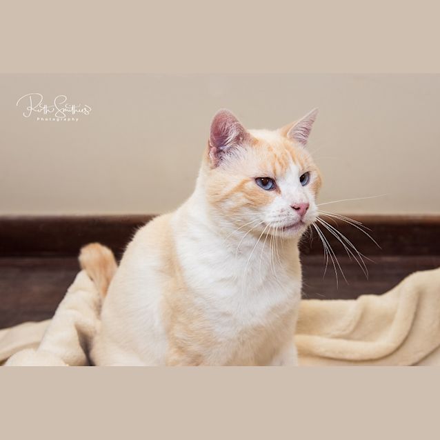 Photo of Bowser Ec0439