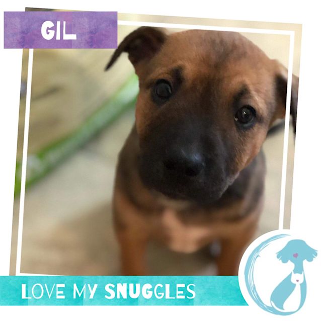 Photo of Gil