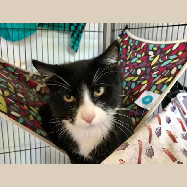 Photo of Loki   *Special Adoption Fee $100*