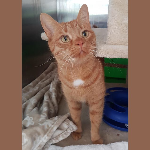 Photo of Oscar