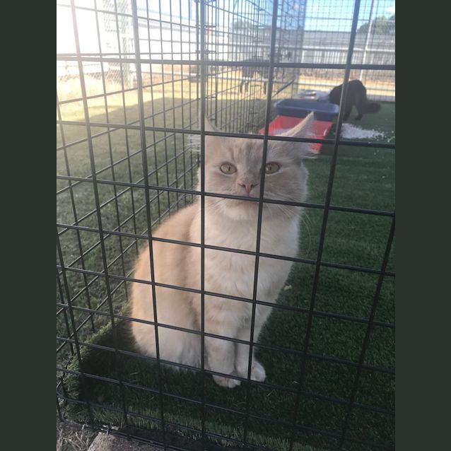 Photo of Butterscotch
