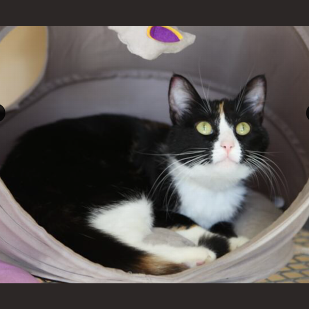 Photo of Priscilla 
