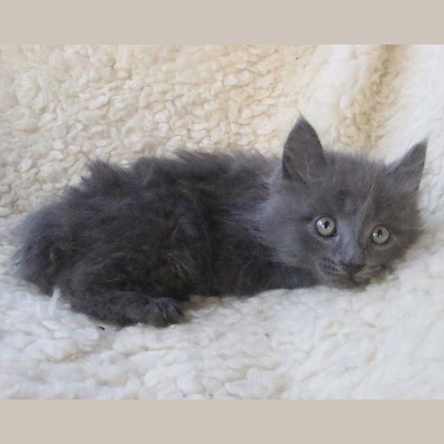 Photo of Gandalf 