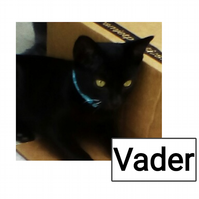 Photo of Vader