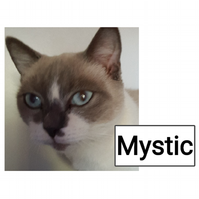 Photo of Mystic