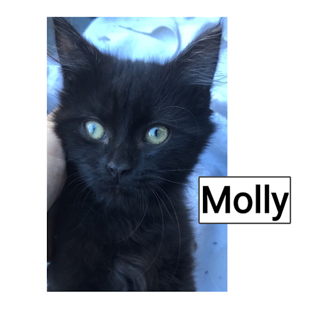 Photo of Molly