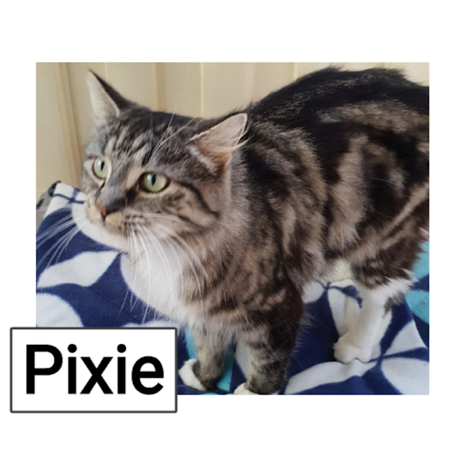 Photo of Pixie