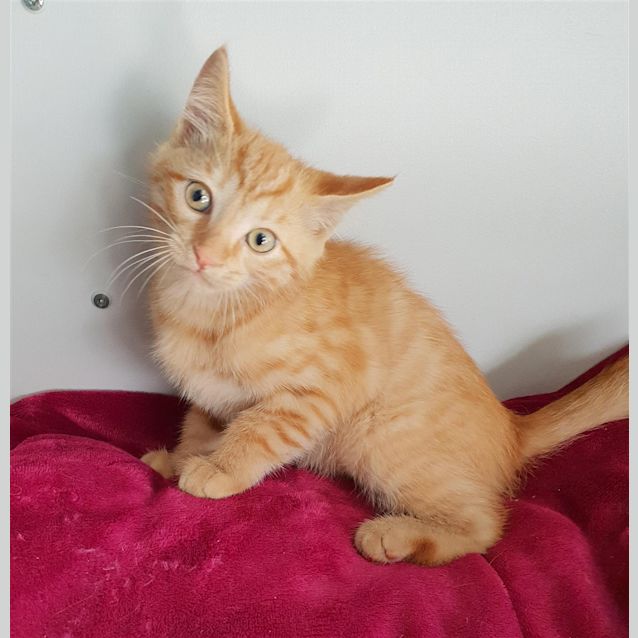 Photo of Coco