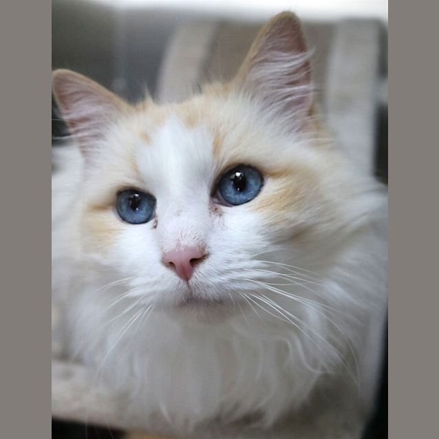 Photo of D'artagnan