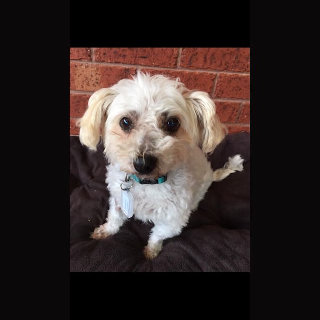 Photo of Pepper